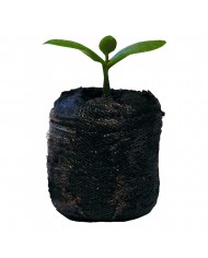 Jiffy-7 41mm Peat Plug