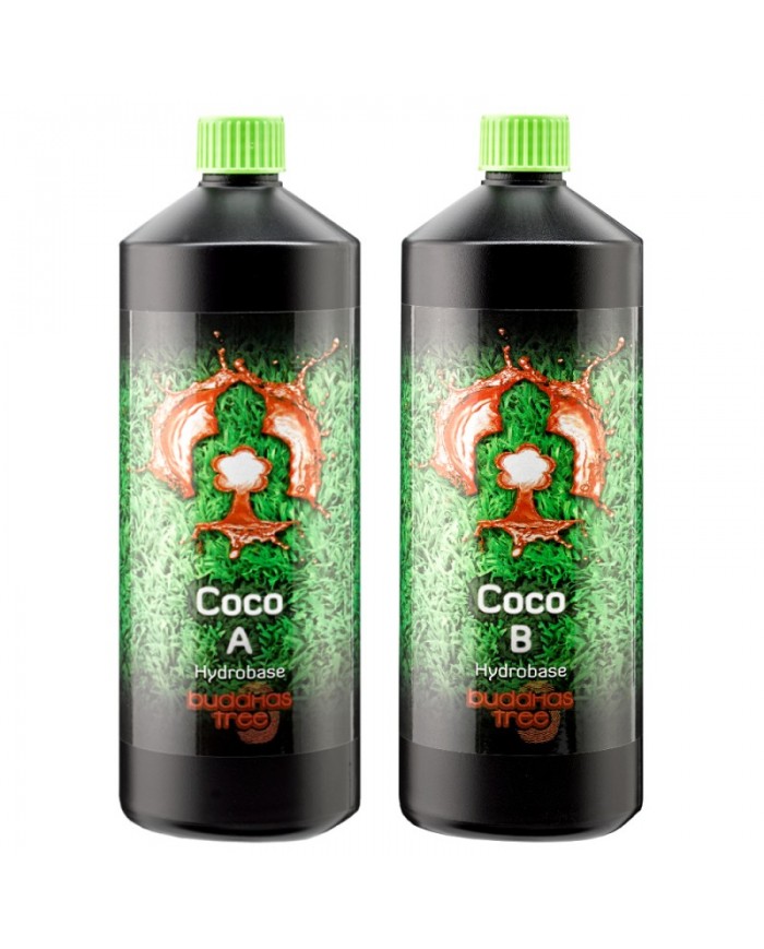 Buddhas Tree - Coco A&B