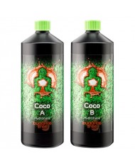 Buddhas Tree - Coco A&B