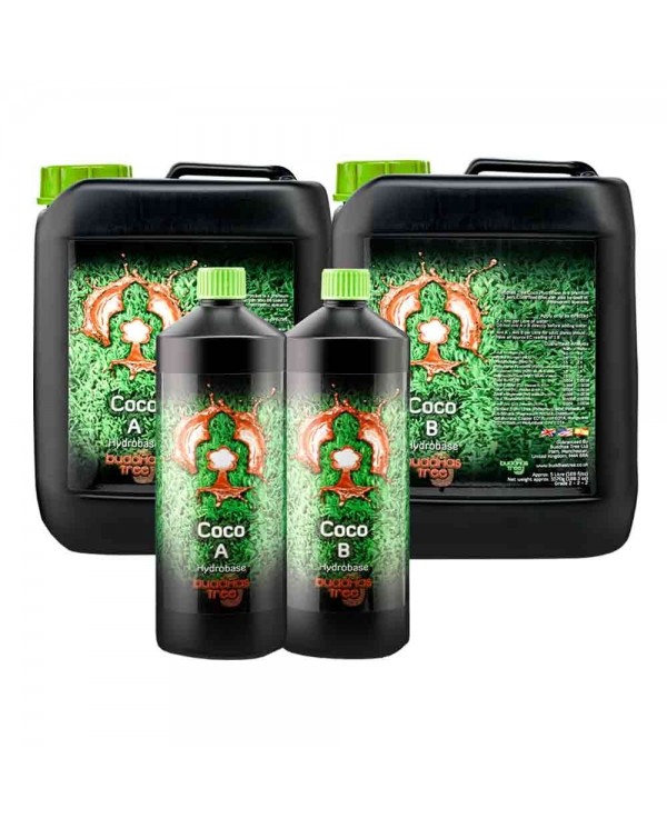 Buddhas Tree - Coco A&B