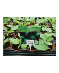 Garland - White Solid Tee Labels