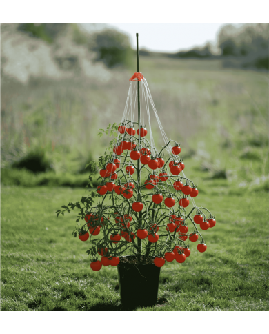 Stringy Thingy Plant Support In Use