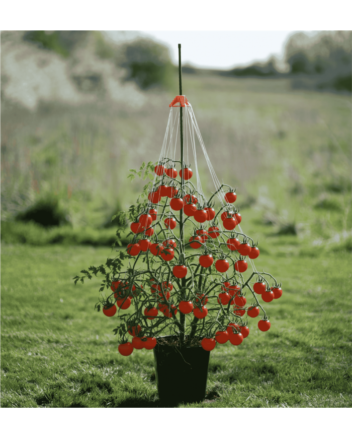 Stringy Thingy Plant Support In Use
