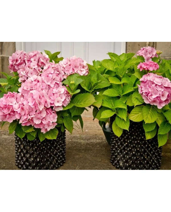 Air-Pot - 20L - Flowers