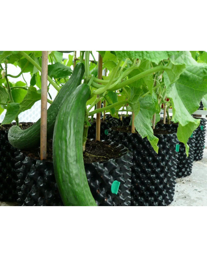 Air-Pot - 20L - Cucumbers