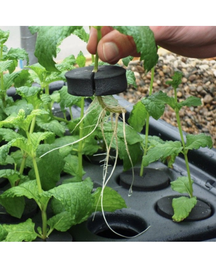 X-Stream Aeroponic Propagator