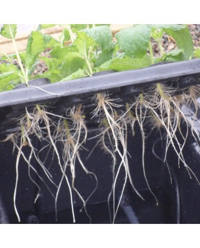 X-Stream Aeroponic Propagator