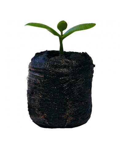 Jiffy-7 30mm CoCo Coir Plug