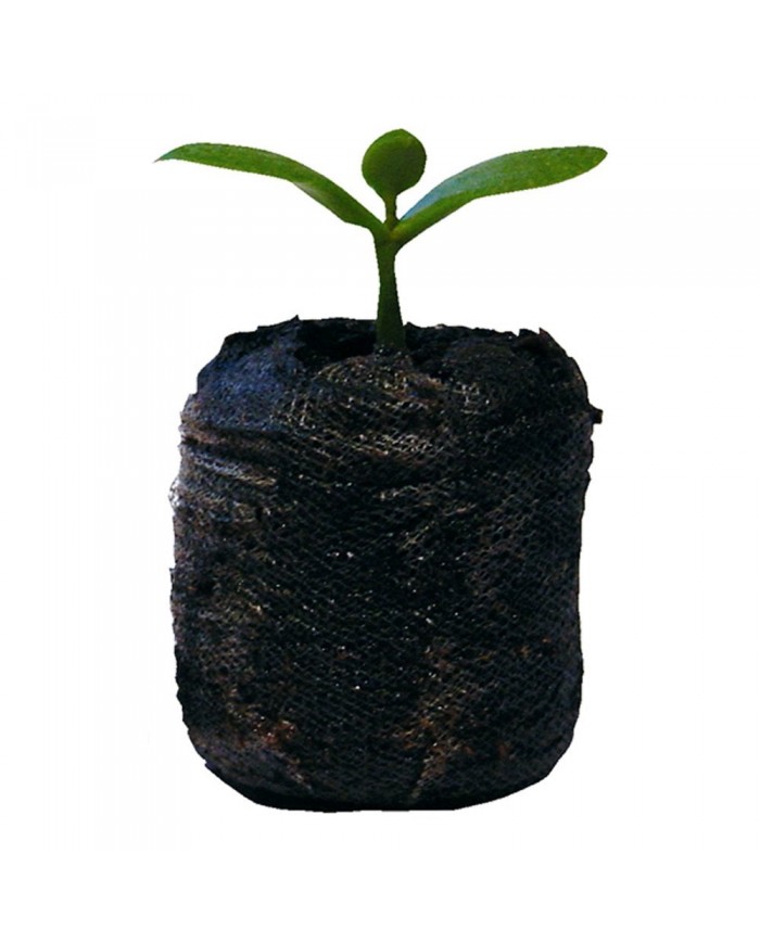Jiffy-7 30mm CoCo Coir Plug