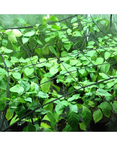 LightHouse Net 1.2m x 1.2m