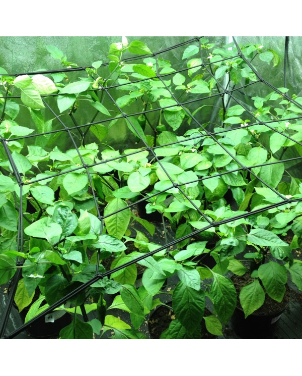 LightHouse Net 1.2m x 1.2m