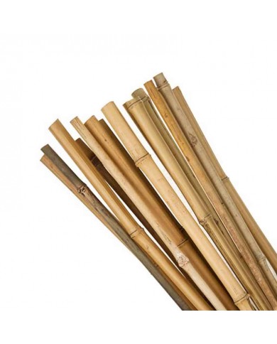 Bamboo Canes - 25 Pack