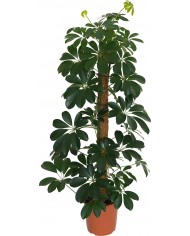 Coir Grow Poles - 1.2m