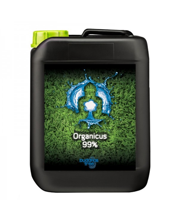 Buddhas Tree - Organicus 99%