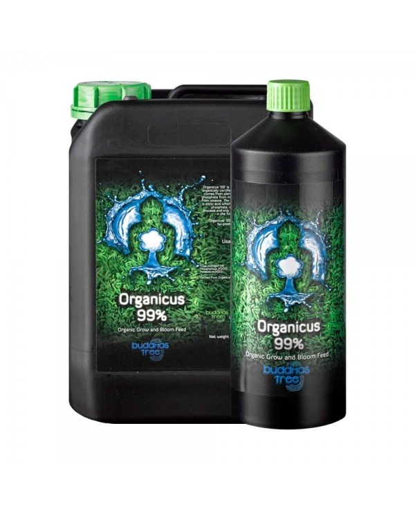Buddhas Tree - Organicus 99%