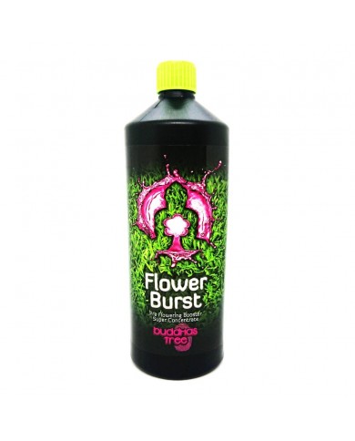 Buddhas Tree - Flower Burst