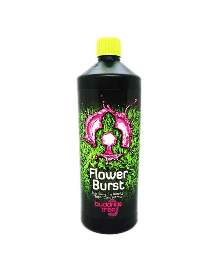 Buddhas Tree - Flower Burst Buddhas Tree - Flower Burst