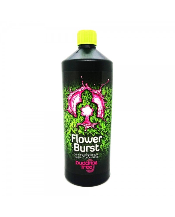 Buddhas Tree - Flower Burst