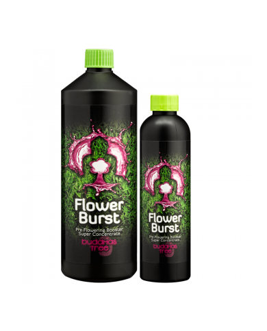 Buddhas Tree - Flower Burst