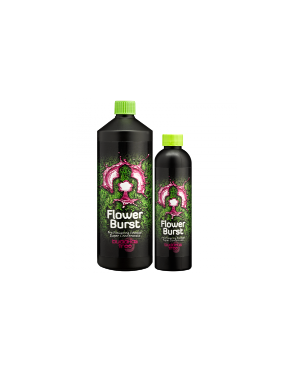 Buddhas Tree - Flower Burst