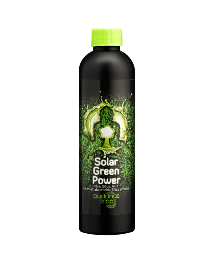 Buddhas Tree - Solar Green Power Buddhas Tree - Solar Green Power