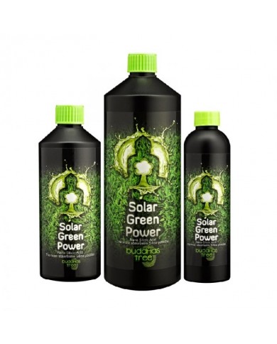 Buddhas Tree - Solar Green Power